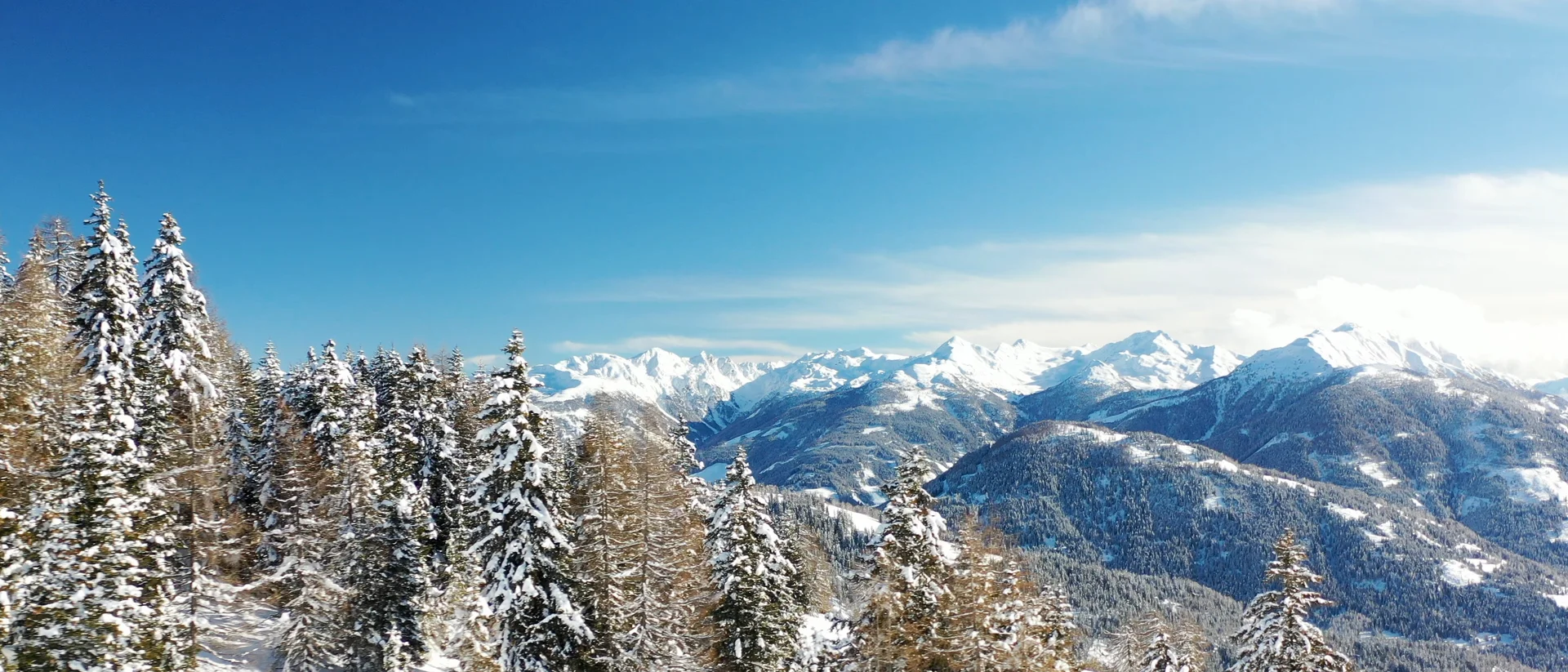 Verschneite Tannen vor einem weiten Panorama schneebedeckter Berge