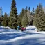 Skifahrer auf einer präparierten Schneespur im winterlichen Wald